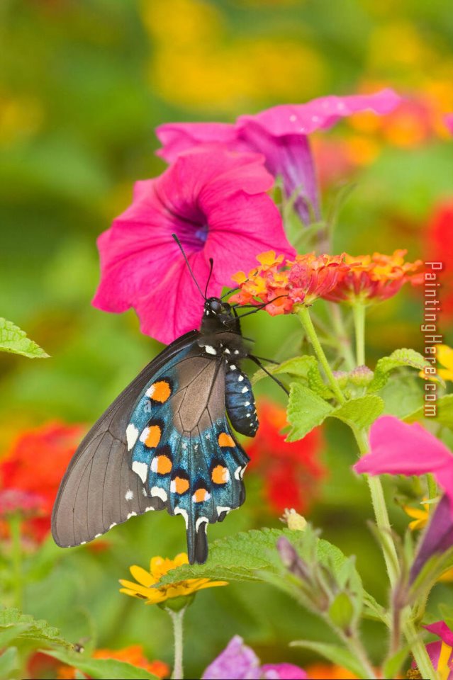 Pipevine Swallowtail on Red Spread Lantana by 2017 new