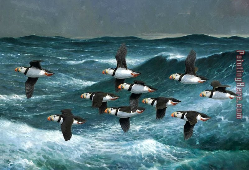 2017 new - Puffins Over Sea
