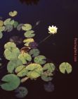 Waterlilies by 2017 new
